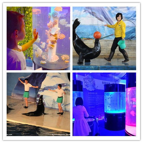 寧波出租海洋生物魚(yú)缸展合作共贏