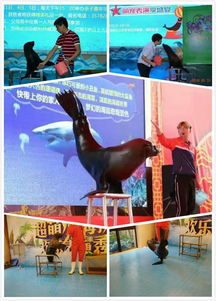 晉江市萌寵展覽出租人氣宣傳