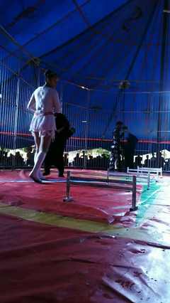 大型馬戲團全國巡演 低價商業活動演出 動物雜技表演