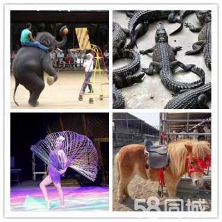 皇家大馬戲團雜技表演出租 動物表演 騎乘馬羊駝展覽出租