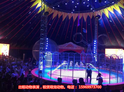 馬戲團(tuán)表演出租節(jié)目,景點租賃小馬戲