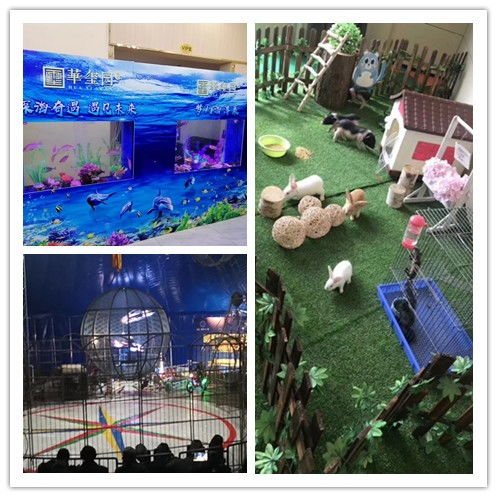 合作市鱷魚表演出租現場人氣爆棚，馬戲團新增猴子、獅子、老虎、山羊演出租賃