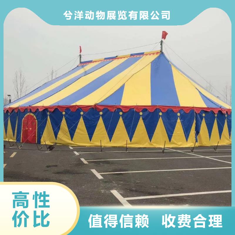 閃耀舞臺的明星 高品質馬戲團羊駝與海獅表演租賃